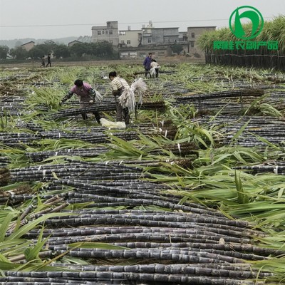 广西黑皮甘蔗基地—南桂农副产品经营部 优质甘蔗批发，价格实惠