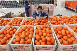 沪上柑橘价格波动 囤货影响与春节走势分析